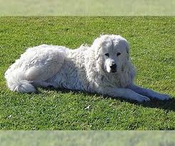 We did not find results for: Maremma Sheepdog Breed Information And Pictures On Puppyfinder Com