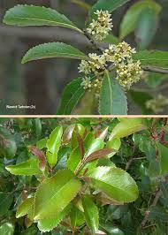 Image result for Catha edulis