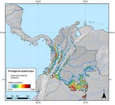 Image result for Calycosiphonia spathicalyx