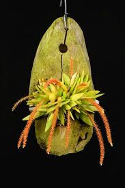 Image result for Oberonia