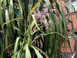 Image result for Cordyline stricta