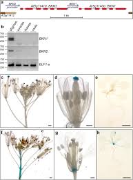 She received a rose royalties from the flowers' sale will go towards the duke of edinburgh award's living legacy fund we will automatically post your comment and a link to the news story to your facebook timeline at the. Investigations Into A Putative Role For The Novel Brassikin Pseudokinases In Compatible Pollen Stigma Interactions In Arabidopsis Thaliana Bmc Plant Biology Full Text