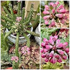 Image result for Monadenium rugosum