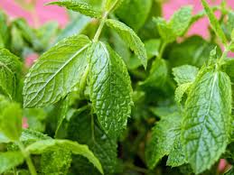 Dec 10, 2019 · how to care for your indoor mint plant flushing & salt build up. Learn How To Grow Spearmint Indoors Year Round The Indoor Gardens