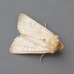 Image result for Hadena perplexa