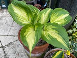 Image result for Hosta Warpaint