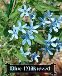 Tweedia Caerulea Blue Milkweed For Pollinators Milkweed Milkweed Plant Butterfly Plants