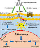 Image result for What does graphene do to lab mice in an experiment?'