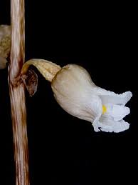 Image result for Gastrodia rwandensis