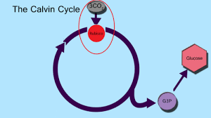 Both atp and nadph, generated in photosynthesis, are required in the calvin cycle to synthesize carbohydrates. Chapter 5 5 The Carbon Reactions Produce Carbohydrates Flashcards Quizlet