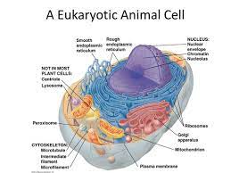 Check spelling or type a new query. Endomembrane System Cytoskeleton Flashcards Quizlet