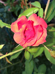 In the 2016 census burdell had a population of 5,814 people. Burdell Park North Shore 18 20 Lady Musgrave Circuit Burdell Qld 4818 Australia