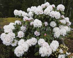 Vita Yakushimanum Rhododendron Fran Hachmanns Hortensia Vaxter Tradgard