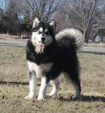 We did not find results for: Alaskan Malamute Puppies For Sale Under 300 Near Me Pets Lovers