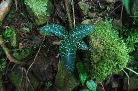 jj merry jewel orchid kingdom fungi orchids