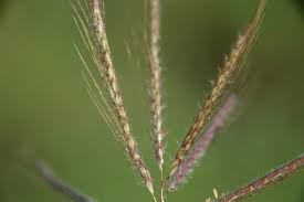 Image result for Dichanthium annulatum