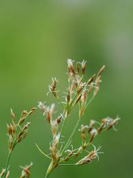 Image result for Fimbristylis complanata