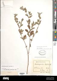Image result for Acanthospermum hispidum