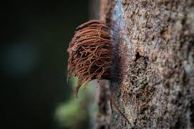 Image result for Stemonitis splendens