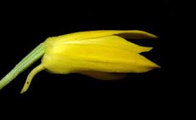 Image result for Eulophia ensata