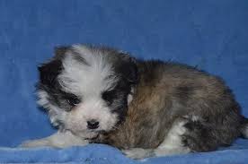 Some breeds vary based on their size you may even see teacup shitzu puppies or toy shitzu puppies for sale, which some breeders may. Yorkie Shih Tzu For Sale Washington