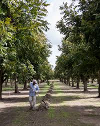 Pecan trees require a lot of time and effort to bear nut fruit. In Praise Of Pecans Texas Favorite Nut Texas Highways