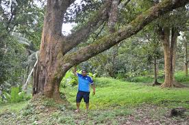 Under ministry of agricuture and manage by agricuture department negeri perlis. Kangar Kuala Perlis Arau Kaki Bukit Chuping Kampung Wai Perlis Malaysia