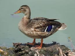 نتیجه جستجوی لغت [canard] در گوگل