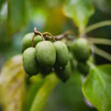 Image result for foto minikiwi