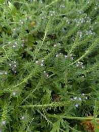 Image result for Hypertelis umbellata