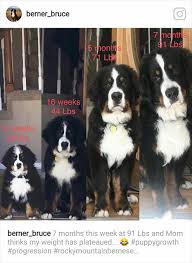 How Fast They Grow Burmese Mountain Dogs Mountain Dogs