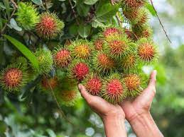 Known as a christmas flower, the species is native to mexico. Rambutan Fruit Nutrition Health Benefits And How To Eat It