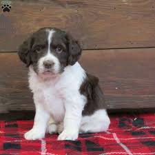 Pointers have a straight, tapered tail carried flat and breed characteristic oval feet. English Springer Spaniel Mix Puppies For Sale Greenfield Puppies
