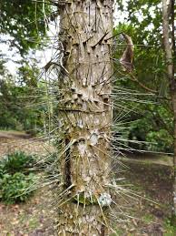 Image result for Aiphanes horrida