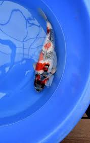 Koi fish for sale greensboro nc. Koi Fish Provides Quality Japnese Nishikigoi From Top Usa Dealers Koi Fish