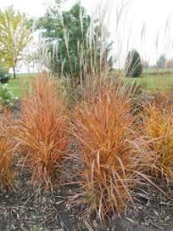 Image result for Miscanthus violaceus