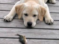 Training A Lab For Duck Hunting Training A Lab For Duck Hunting