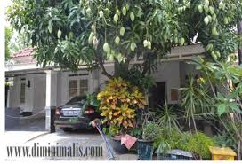 Jual pohon ketapang kencana 081292127731087777643603 tangerang. 4 Pohon Peneduh Di Teras Untuk Menyejukkan Rumah Anda