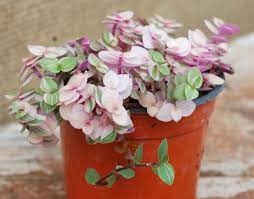 Callisia like bright indirect light which makes for an excellent houseplant! Callisia Repens Bianca Callisa Repens Potted Plants Outdoor House Plants