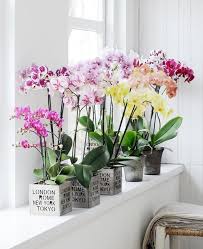 You can also use a desktop background as your lock. Secrets Of 8 Feng Shui Flower Symbols