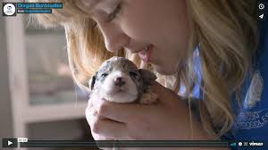 Pets and animals medford 350 $. Oregon Bordoodles Border Collie Poodle Puppies