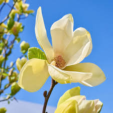 Image result for magnolie sunsation