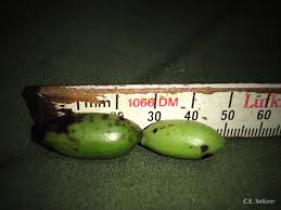 Image result for Annickia