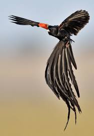 Black Bird With Long Tail Pin On Birds Of A Feather