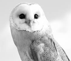 Everything for your special day. Black And White Barn Owl Photograph By Dan Sproul