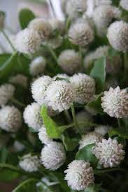 40 Gomphrena Audray White Seeds Etsy In 2021 Globe Amaranth Annual Plants Gomphrena Globosa