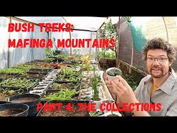 Image result for Chlorophytum subpetiolatum