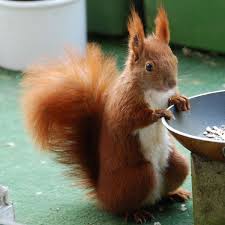 Ungebetene Tiere Im Dach Befestigungsfuchs Blog Tiere Eichhornchen Fuchs