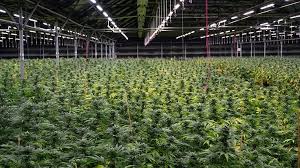 Check spelling or type a new query. How Cannabis Cultivators Can Factor Dli Into Their Lighting Plans Cannabis Business Times
