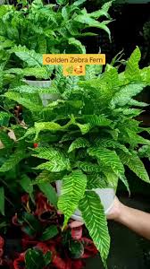 Image result for Coniogramme africana